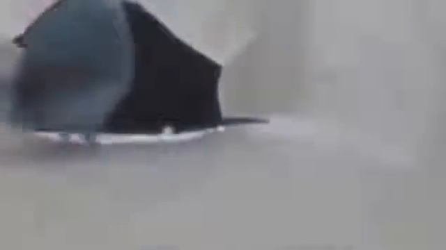 видео приколы про животных 4
