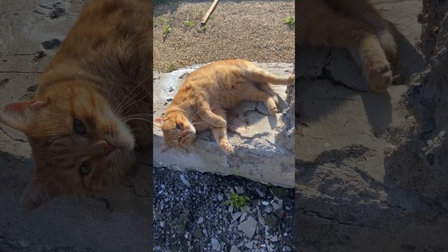 Кот