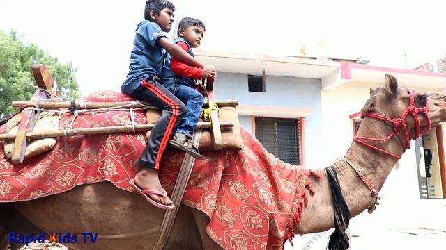 Camel Ride for Babies | Camel Ride for Kids | Camel Video for Babies