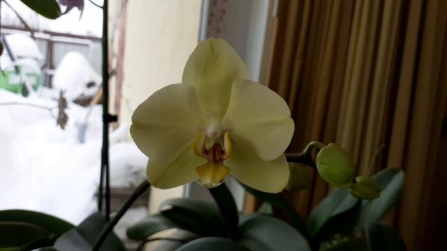 Цветение орхидей. Январь 2024.