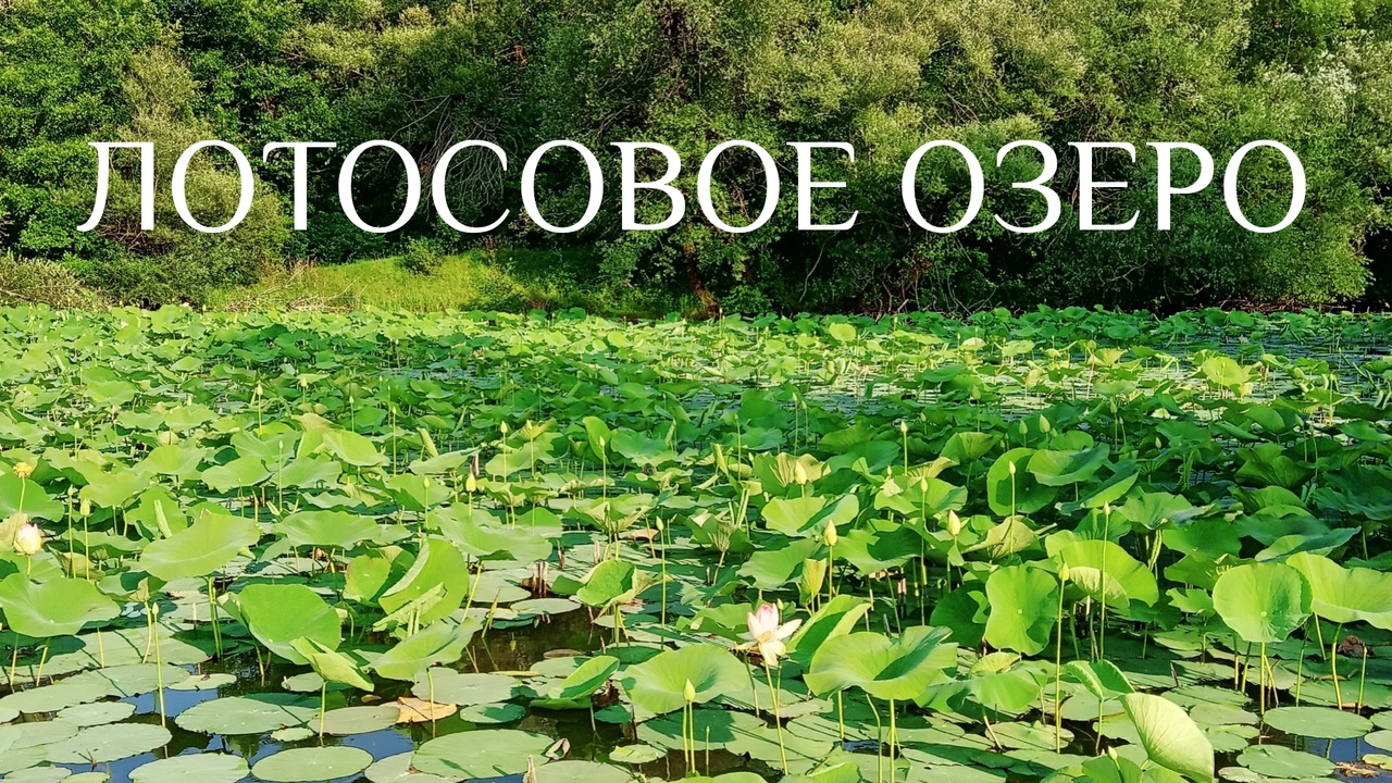 ЛОТОСОВОЕ ОЗЕРО_СТАНИЦА КАЛАДЖИНСКАЯ