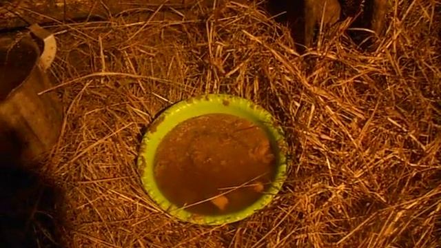 ЛПХ ВОРОНЦОВО ВИДЕО 1 (ПРИНЯЛ РОДЫ У ВЬЕТНАМСКОЙ СВИНОМАТКИ)