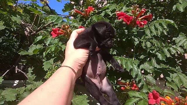 Щенки Гриффона.Пти Брабансон.1 мес.Бронь(5)