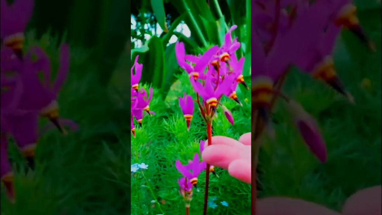 Додекатеон  Dodecatheon