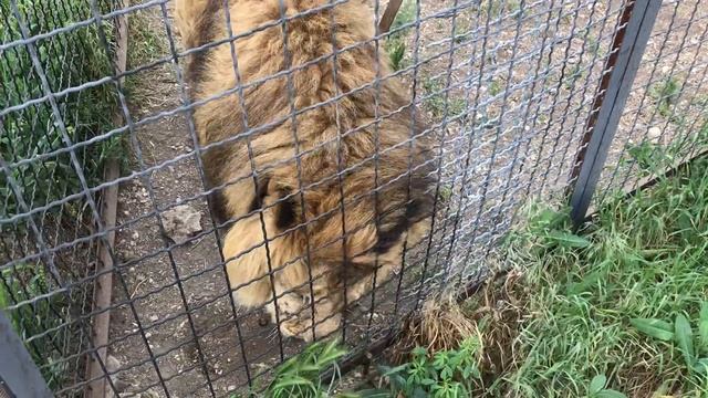 Марсель все тот же ласковый лев) Marcel is still the same affectionate lion)
