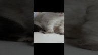 видео ¿показ кота?