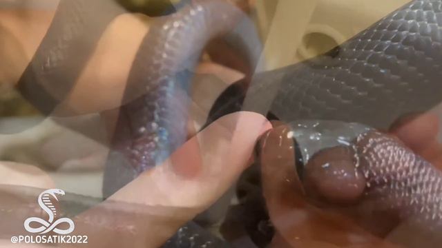 Первая в мире сыворотка против змеиного яда