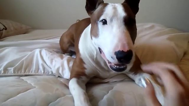 Playing with my English Bull Terrier.