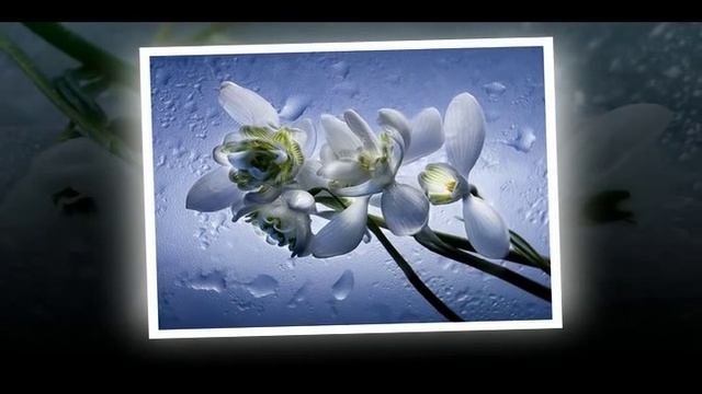 Александра Бондаренко - Подснежники.
