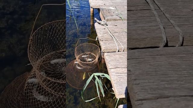 поймали вора рыбы с поличным