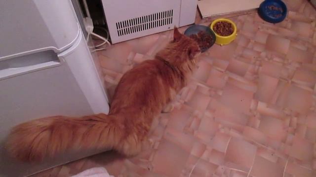 Базя кот и немного пёс)