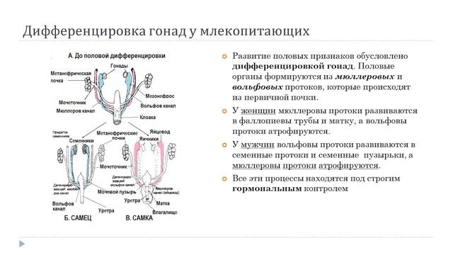 Воспроизведение организмов