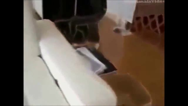 Не смотреть ! Ну очень смешные коты.Приколы про котов )