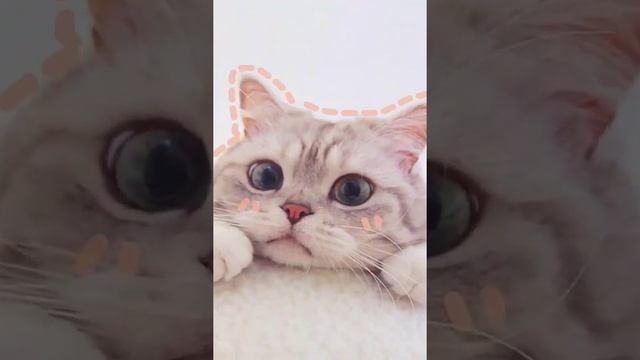 прикольные  обои на телефон с котиками?часть 1