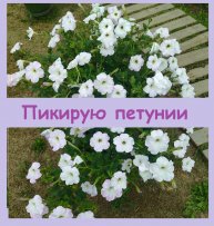 Пикирую цветы и высаживаю окоренившиеся хризантемы из черенков