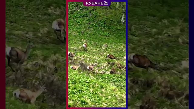 Кавказские олени резвятся на склонах Ачешбока в Мостовском районе