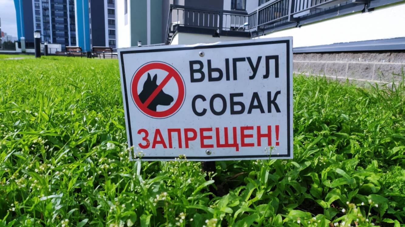 Поводок, намордник, уборка: за что в России начнут штрафовать собачников