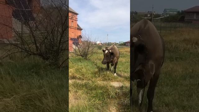 Вот так корова! Мелекино