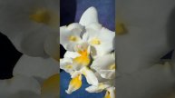Phal. Liu’s Pale Micholitz ‘ES’ 🐣 Первое цветение белой фарфоровой азиатской бабочки с желтой губой