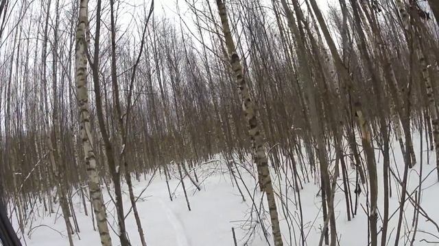 охота с русскими гончими 15.02.2023год