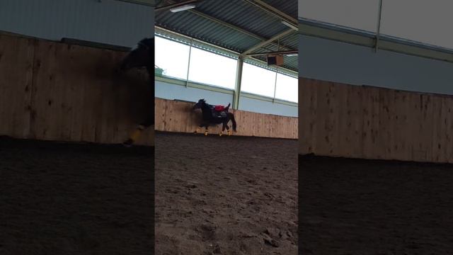 Три самых легких трюка на лошади | разминка | джигитовка |   trick riding