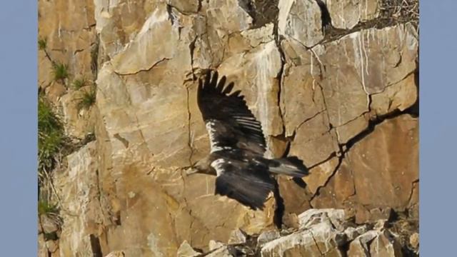 ÁGUIA IMPERIAL - AQUILA ADALBERTI