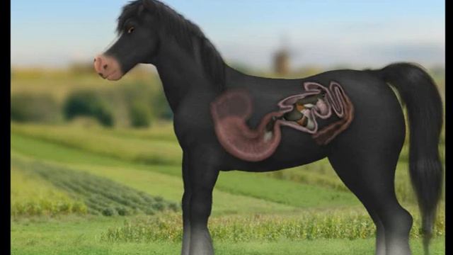 Horse Vore FULL