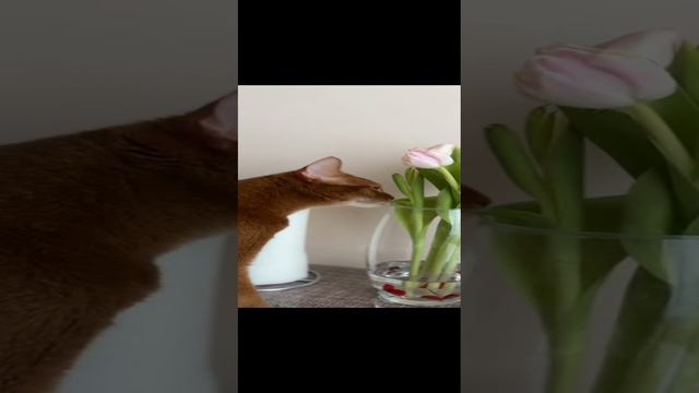 КОТ БЕЗОБРАЗНИК