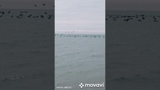 Морюшко Адлер