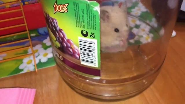 Новорожденные хомячки  у нас пополнение
