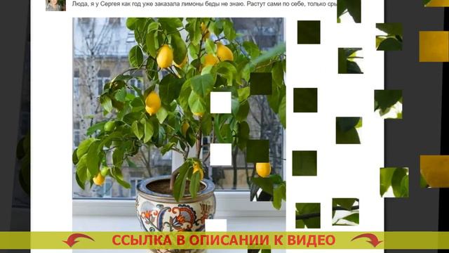 🤘 Питомник павловский лимон отзывы ⚪ Лимон павловский описание