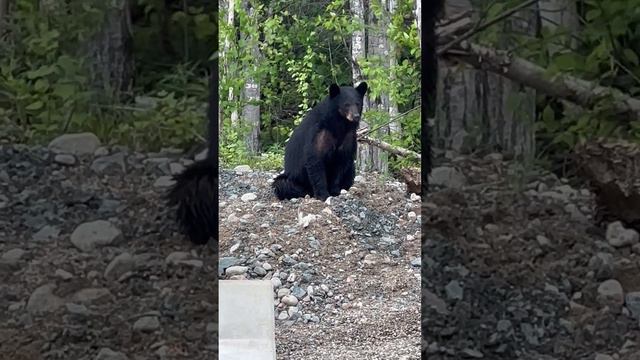 A Visit From A Black Bear   ViralHog
