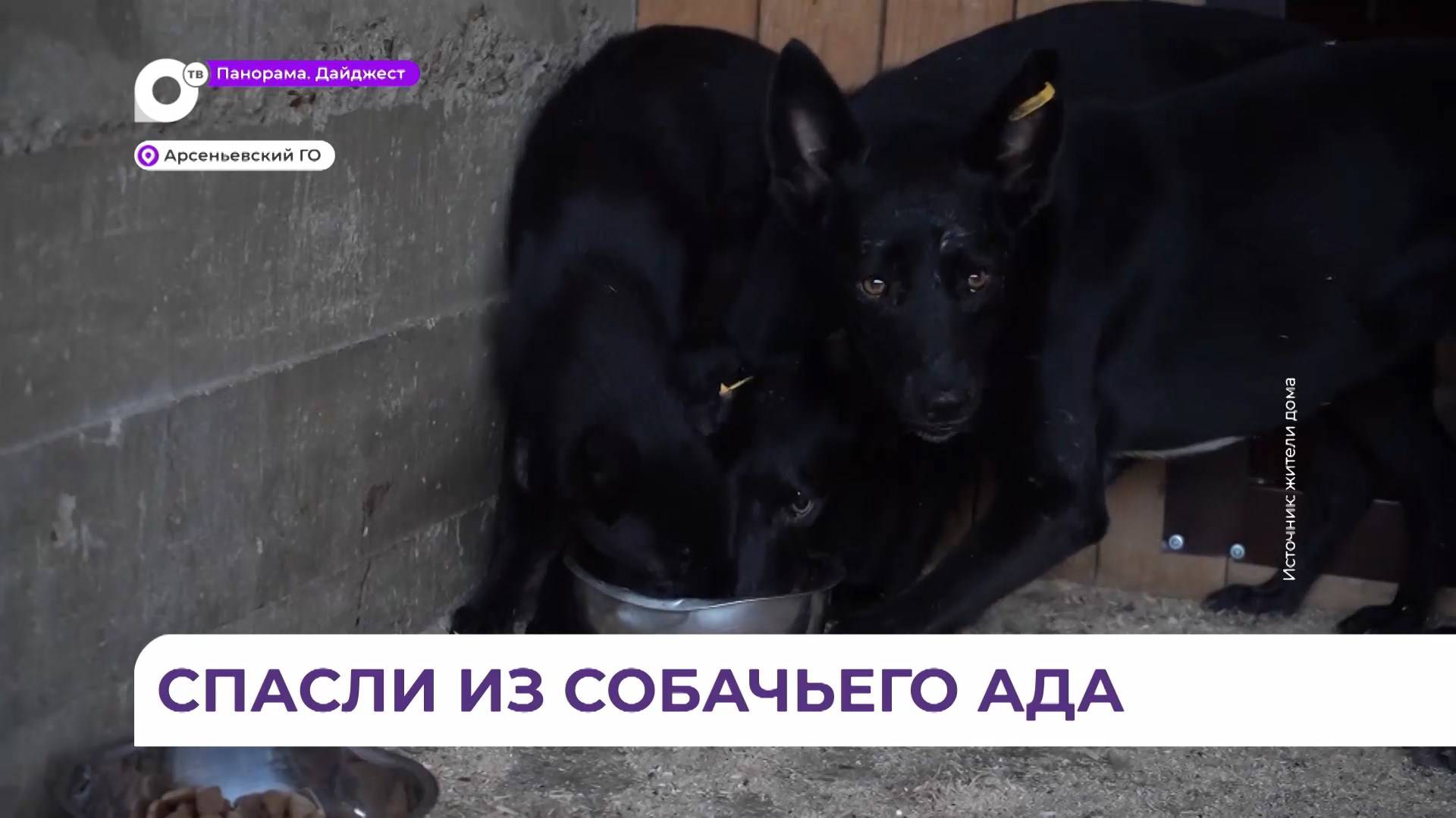 Операция по спасению 20 собак из ада в поселке Кневичи завершилась благополучно