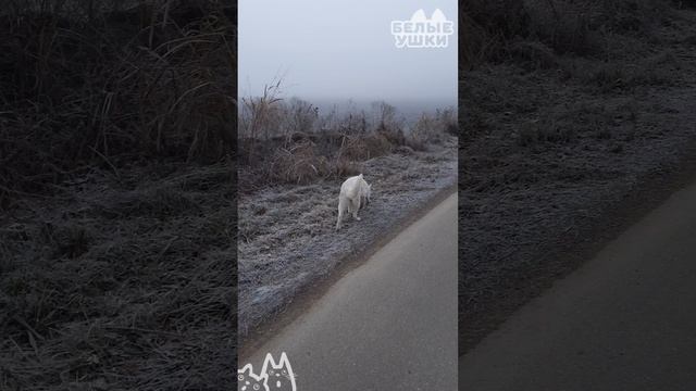 Дивные прогулки с Хельгой. Туманное утро