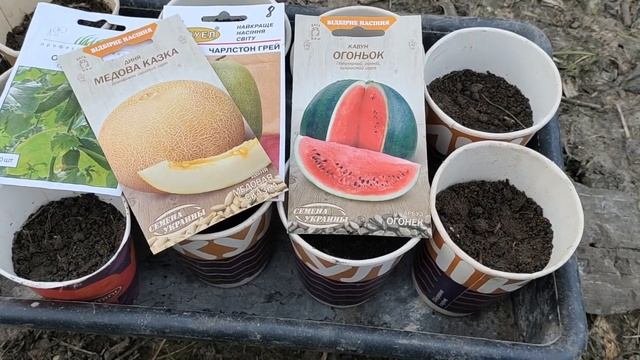 Выращивание рассады огурцов Выращивание арбуза дыни на Севере Украины Сельская жизнь Огурцы Рассад