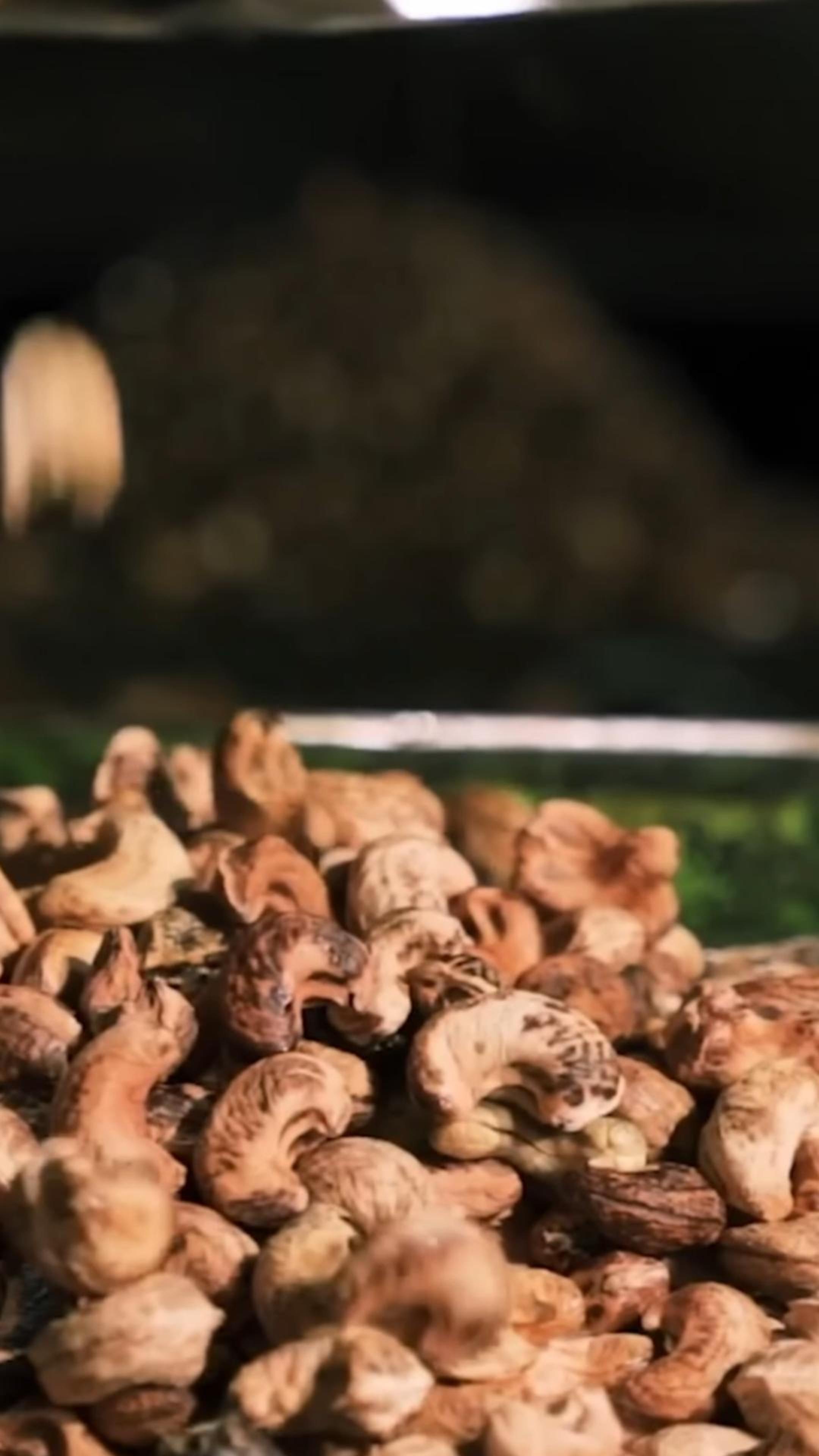 производство орехов КЕШЬЮ #орехи #cashew #кешью #shorts