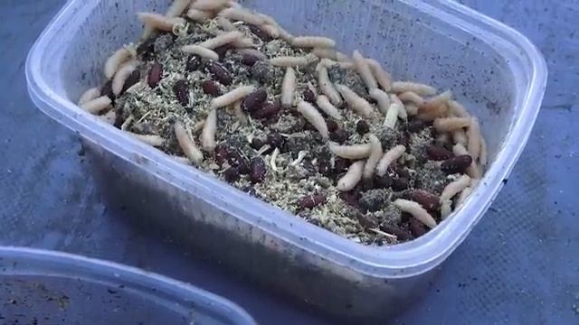 НА-ПОПЛАВОК-В-КУВШИНКАХ-ОНИ-ГНУТ-КРЮЧКИ-_74.mp4