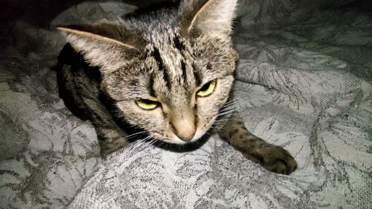 КОШАК..........................................
