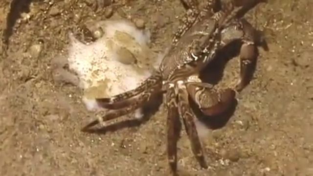 © Мраморный краб Pachygrapsus marmoratus   09    Fauna of the Black Sea
