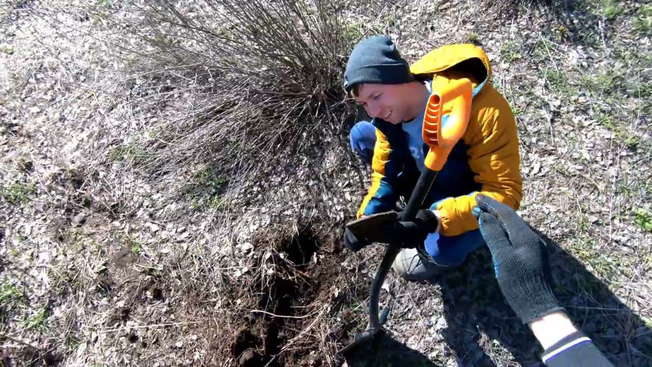 Живые деньги под ногами