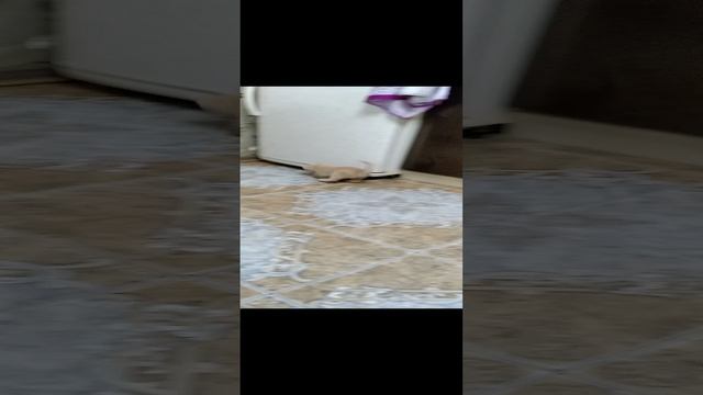 Наши питомцы