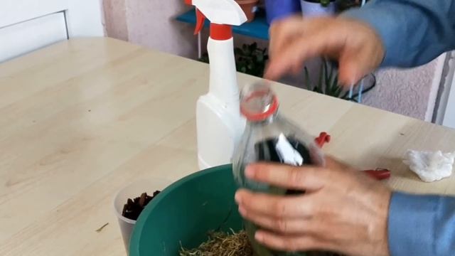 KÖKSÜZ ORKİDELERİ KURTARIYORUZ,KÖKSÜZ ORKİDEYİ ATMAYIN,ORKİDE 10 GÜNDE 3 KÖK VE YAPRAK ÇIKARDI,care