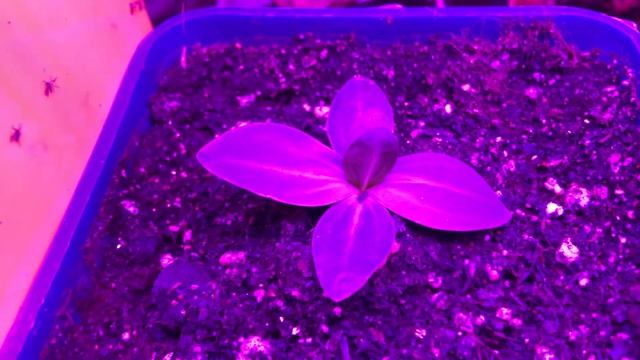 Обзор моих растишек: эустомы, петуньи, колеусы, земляника, торения, пеларгония…