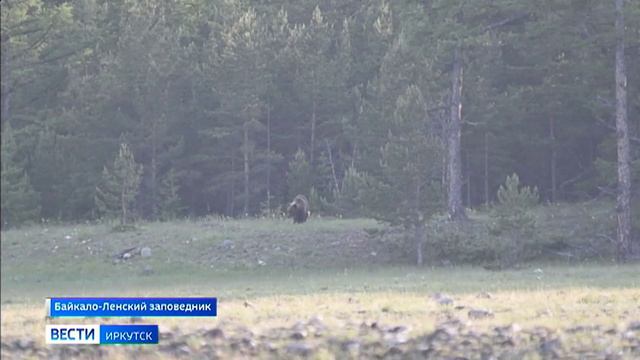 Специалисты подсчитали популяцию медведей в Байкало-Ленском заповеднике