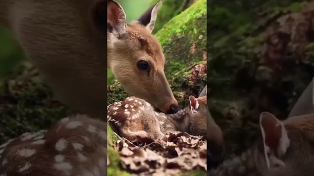 Видео медитация. Гармония с природой.