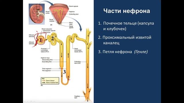 Мочевая система. Потоки Г,Е. 09.03.22 - 14:15