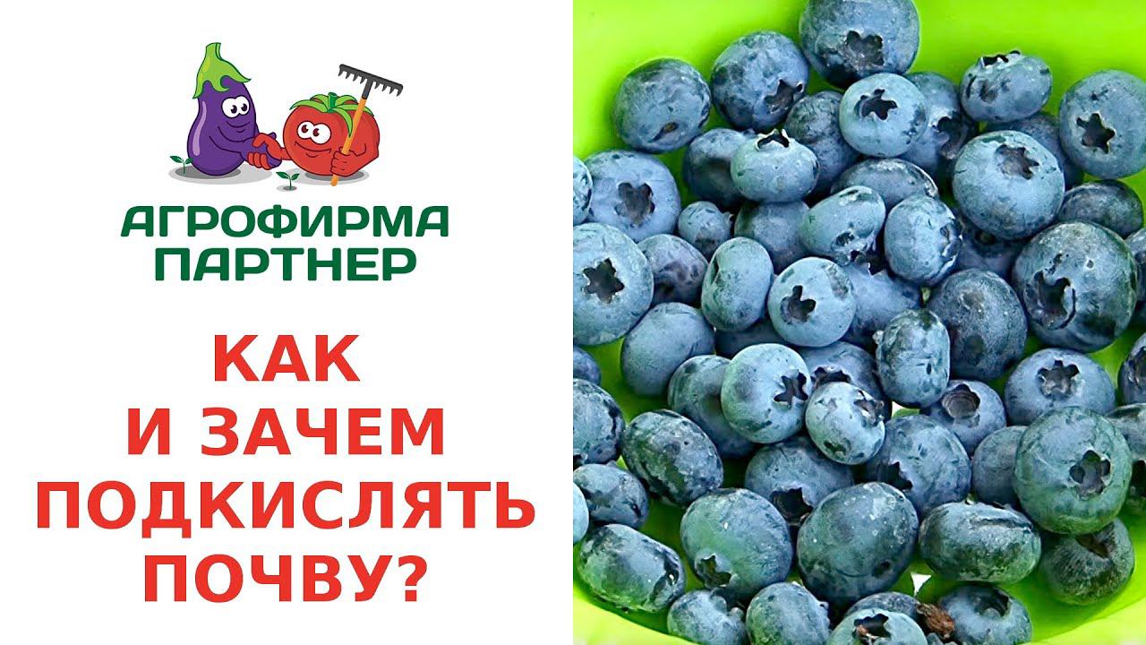 КАК И ЗАЧЕМ ПОДКИСЛЯТЬ ПОЧВУ?