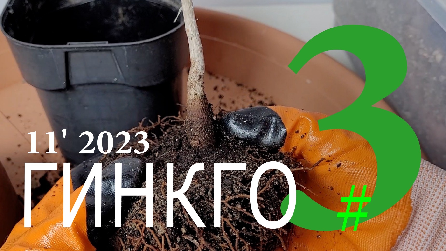 Гинкго — дерево в горшке. Часть 3 | Ноябрь 2023