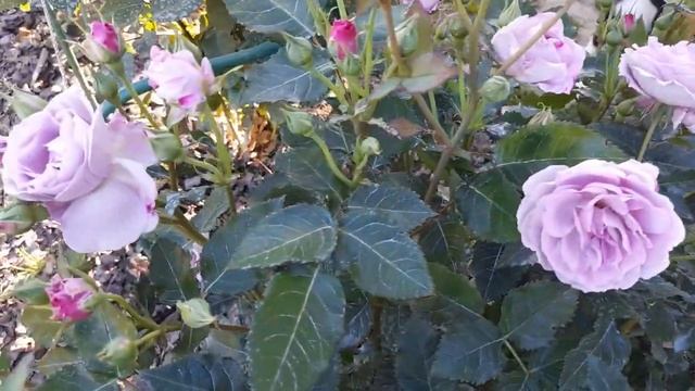 Роза Парблю Италия!.mp4