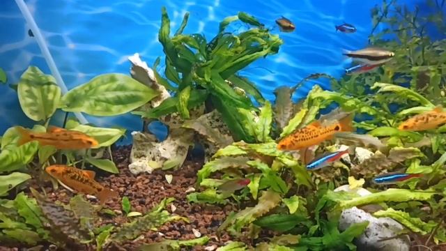 Проблема со светом в 100 л аквариумеProblems with the light in my 100 L aquarium